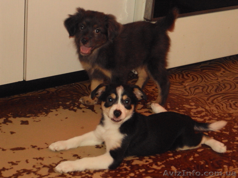 ЩЕНКИ........................................ - <ro>Изображение</ro><ru>Изображение</ru> #2, <ru>Объявление</ru> #76698