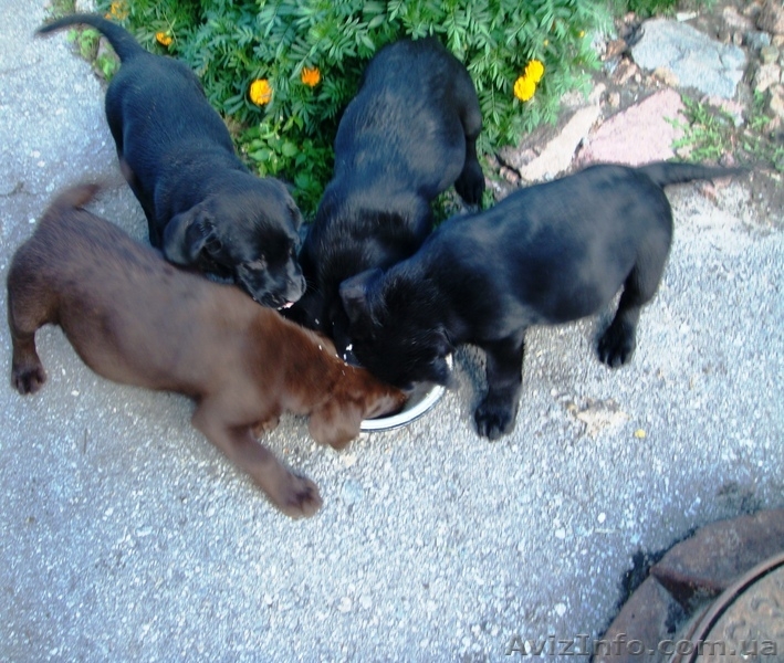 Продаю щенков лабрадора-ретривера! - <ro>Изображение</ro><ru>Изображение</ru> #1, <ru>Объявление</ru> #82454