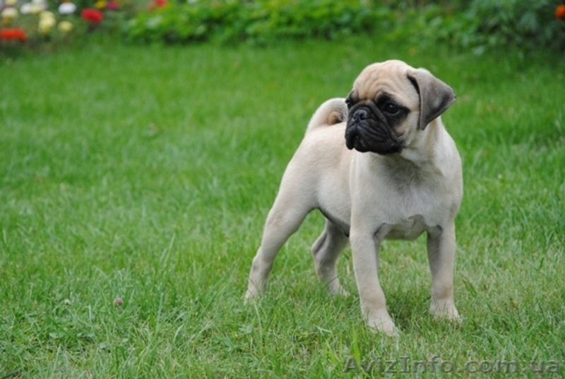 Щенки Мопса от чемпионской пары - <ro>Изображение</ro><ru>Изображение</ru> #3, <ru>Объявление</ru> #48467