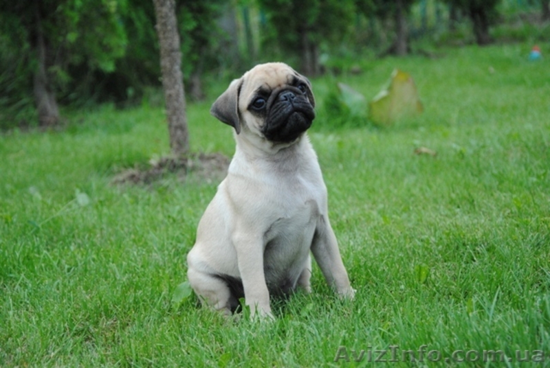 Щенки Мопса от чемпионской пары - <ro>Изображение</ro><ru>Изображение</ru> #2, <ru>Объявление</ru> #48467