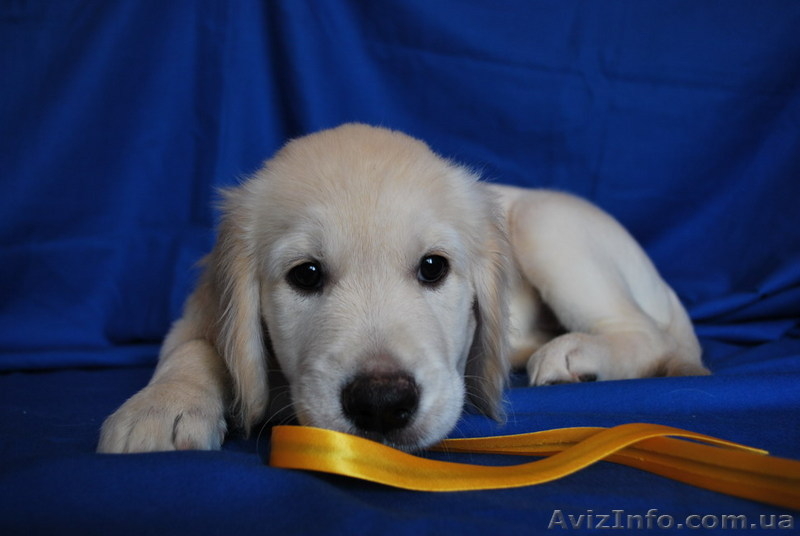 Золотистого ретривера щенки - <ro>Изображение</ro><ru>Изображение</ru> #1, <ru>Объявление</ru> #74867