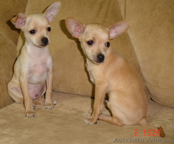 русский той терьер - <ro>Изображение</ro><ru>Изображение</ru> #1, <ru>Объявление</ru> #76804