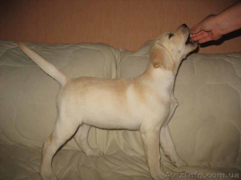 Щенок лабрадора ретривера (палевый) - <ro>Изображение</ro><ru>Изображение</ru> #3, <ru>Объявление</ru> #77708
