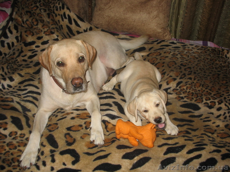 Щенок лабрадора ретривера (палевый) - <ro>Изображение</ro><ru>Изображение</ru> #2, <ru>Объявление</ru> #77708