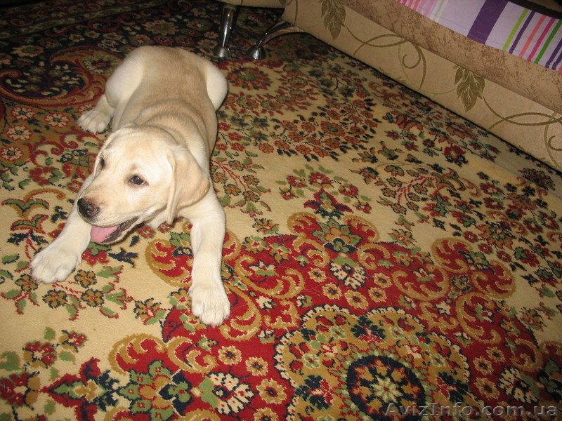 Щенок лабрадора ретривера (палевый) - <ro>Изображение</ro><ru>Изображение</ru> #1, <ru>Объявление</ru> #77708