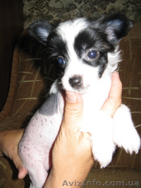 Китайская голая хохлатая собака - <ro>Изображение</ro><ru>Изображение</ru> #2, <ru>Объявление</ru> #86017