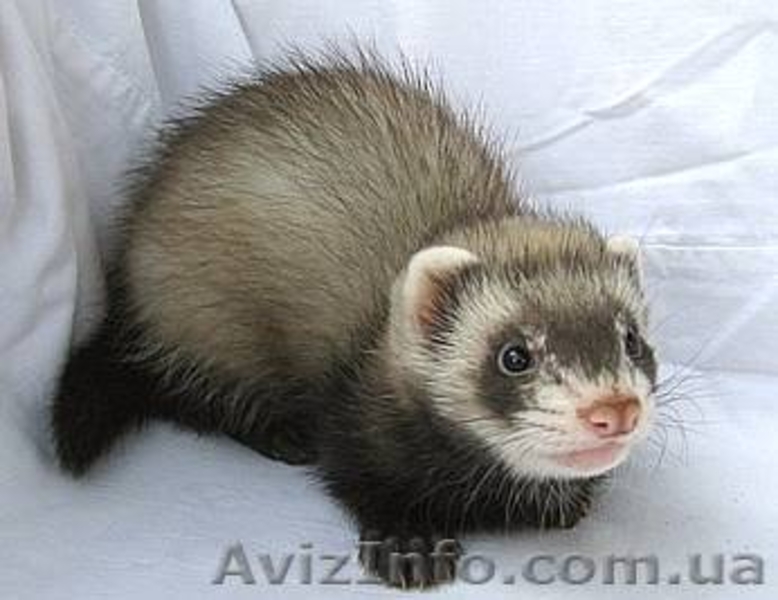 Декоративный хорек,фретка - <ro>Изображение</ro><ru>Изображение</ru> #2, <ru>Объявление</ru> #78917