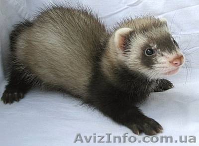 Декоративный хорек,фретка - <ro>Изображение</ro><ru>Изображение</ru> #1, <ru>Объявление</ru> #78917