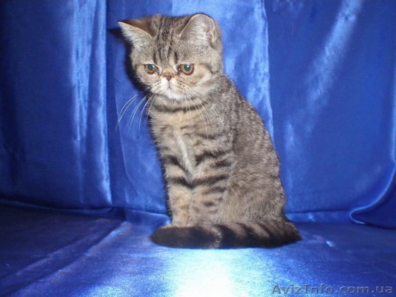 МИЛЫЕ КОТЯТА - ПЕРСИКИ И ЭКЗОТИКИ - <ro>Изображение</ro><ru>Изображение</ru> #2, <ru>Объявление</ru> #59859