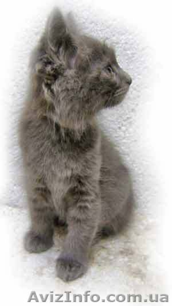 ПОДАРОК В ДОБРЫЕ РУКИ - <ro>Изображение</ro><ru>Изображение</ru> #1, <ru>Объявление</ru> #78281