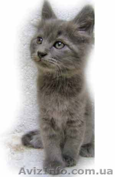 ПОДАРОК В ДОБРЫЕ РУКИ - <ro>Изображение</ro><ru>Изображение</ru> #2, <ru>Объявление</ru> #78281