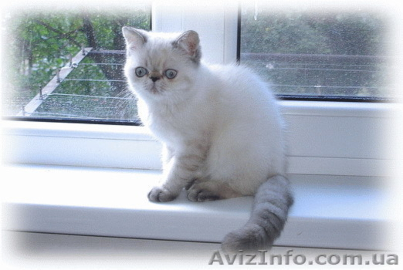 Котята: персы, экзоты, гималайцы из питомника - <ro>Изображение</ro><ru>Изображение</ru> #4, <ru>Объявление</ru> #87353