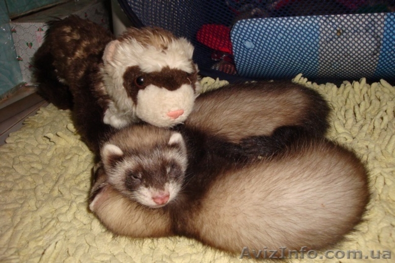 Декоративный хорек,фретка - <ro>Изображение</ro><ru>Изображение</ru> #3, <ru>Объявление</ru> #78917