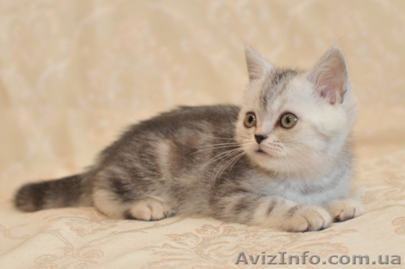 Шотландские котята скоттиш фолд и страйт - <ro>Изображение</ro><ru>Изображение</ru> #4, <ru>Объявление</ru> #87551