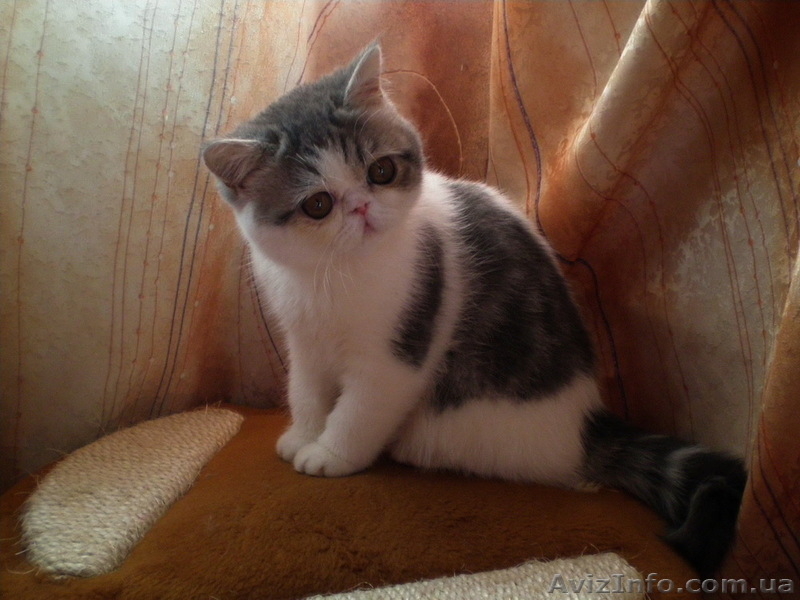 МИЛЫЕ КОТЯТА - ПЕРСИКИ И ЭКЗОТИКИ - <ro>Изображение</ro><ru>Изображение</ru> #1, <ru>Объявление</ru> #59859