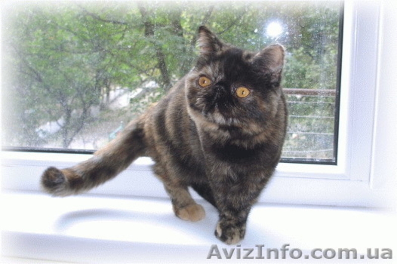 Котята: персы, экзоты, гималайцы из питомника - <ro>Изображение</ro><ru>Изображение</ru> #2, <ru>Объявление</ru> #87353