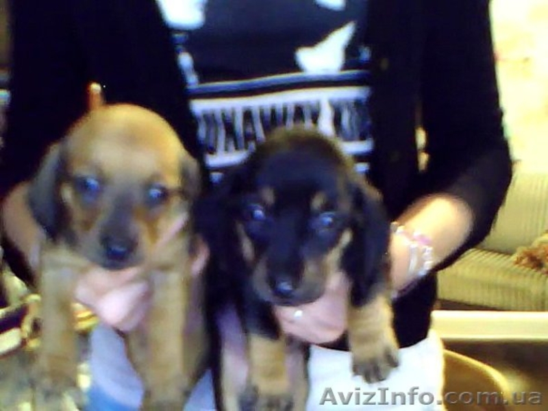 Такса гладкошерстная - щенки - <ro>Изображение</ro><ru>Изображение</ru> #4, <ru>Объявление</ru> #74640