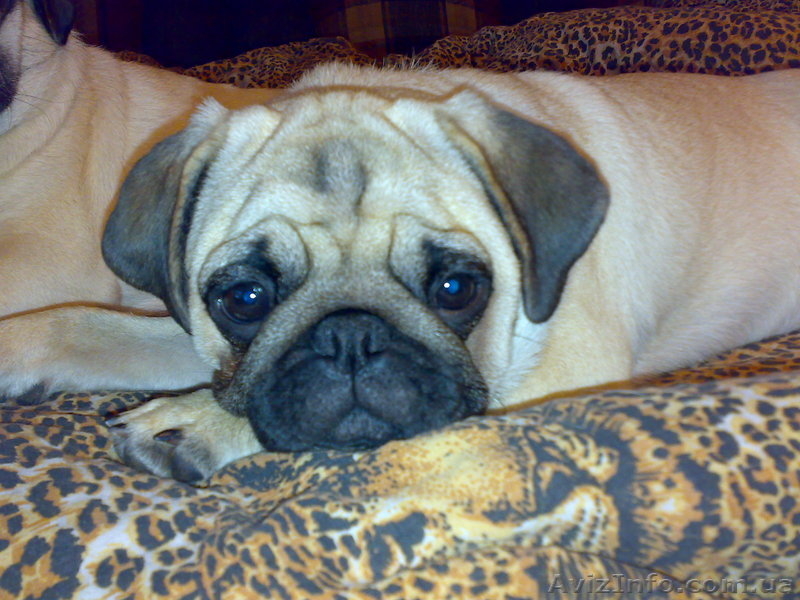 ПРОДАМ СРОЧНО ЩЕНКОВ МОПСА) - <ro>Изображение</ro><ru>Изображение</ru> #3, <ru>Объявление</ru> #99388