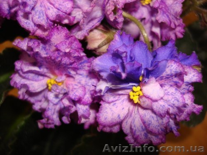 Продам сортовые сенполии - <ro>Изображение</ro><ru>Изображение</ru> #3, <ru>Объявление</ru> #100408