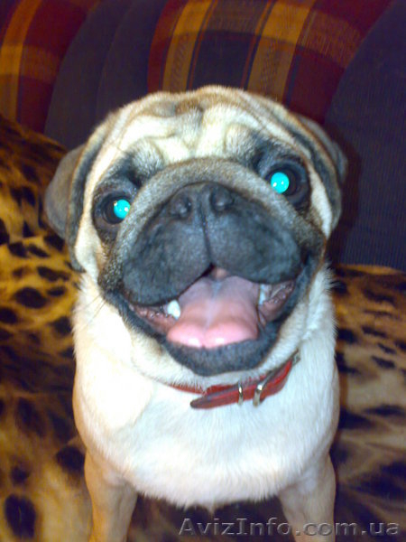 ПРОДАМ СРОЧНО ЩЕНКОВ МОПСА) - <ro>Изображение</ro><ru>Изображение</ru> #2, <ru>Объявление</ru> #99388