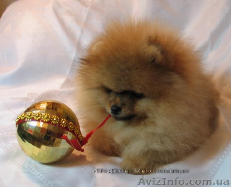 Померанский Шпиц,         - <ro>Изображение</ro><ru>Изображение</ru> #1, <ru>Объявление</ru> #91754