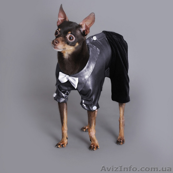 одежда для собак - <ro>Изображение</ro><ru>Изображение</ru> #2, <ru>Объявление</ru> #100186