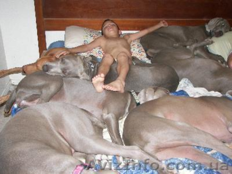 Продажа щенков любой породы - <ro>Изображение</ro><ru>Изображение</ru> #3, <ru>Объявление</ru> #92654