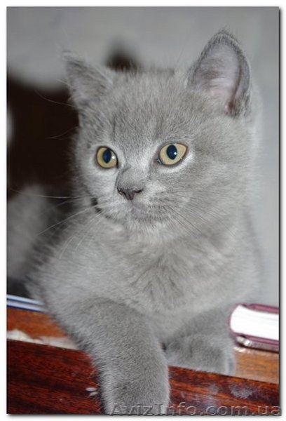 Шотландские котята (Scottish fold/stright) - <ro>Изображение</ro><ru>Изображение</ru> #3, <ru>Объявление</ru> #84038