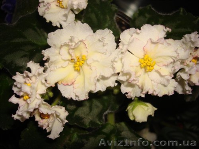 Продам сортовые сенполии - <ro>Изображение</ro><ru>Изображение</ru> #5, <ru>Объявление</ru> #100408