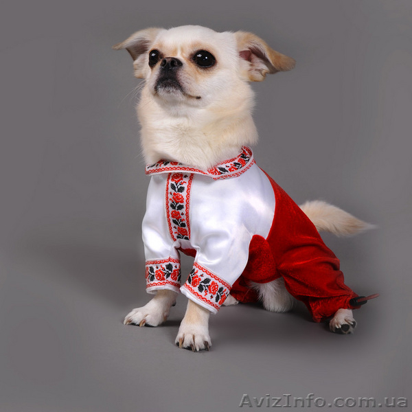 одежда для собак - <ro>Изображение</ro><ru>Изображение</ru> #1, <ru>Объявление</ru> #100186
