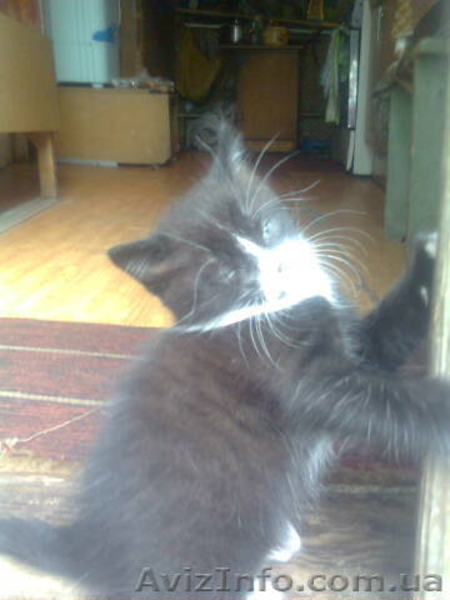 Отдам котенка в добрые руки - <ro>Изображение</ro><ru>Изображение</ru> #1, <ru>Объявление</ru> #88121