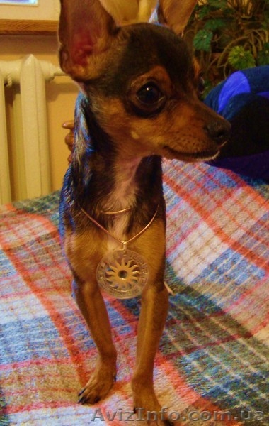 Вязка чихуа хуа - <ro>Изображение</ro><ru>Изображение</ru> #2, <ru>Объявление</ru> #89127