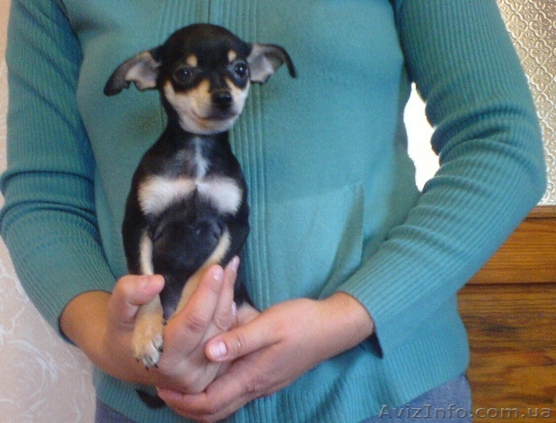 Русский гладкошерстый той-терьер - <ro>Изображение</ro><ru>Изображение</ru> #1, <ru>Объявление</ru> #94901