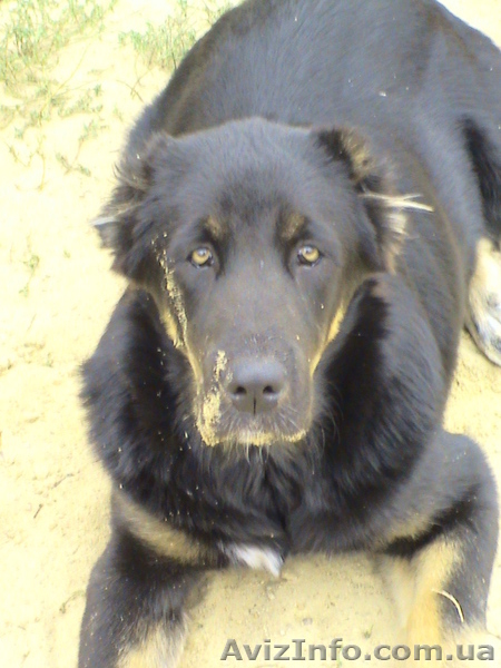 Продам щенка средне-азиатской овчарки (алабай). - <ro>Изображение</ro><ru>Изображение</ru> #1, <ru>Объявление</ru> #96782