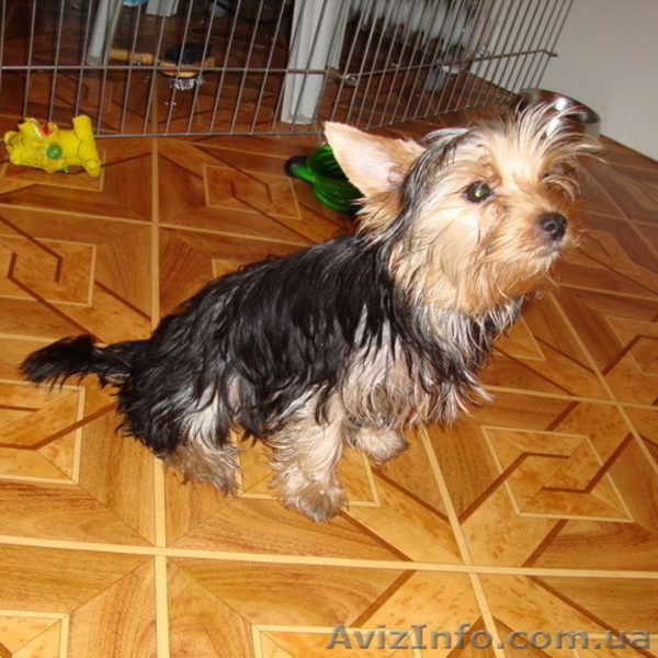 подрощенные девочки йорка - <ro>Изображение</ro><ru>Изображение</ru> #3, <ru>Объявление</ru> #88847