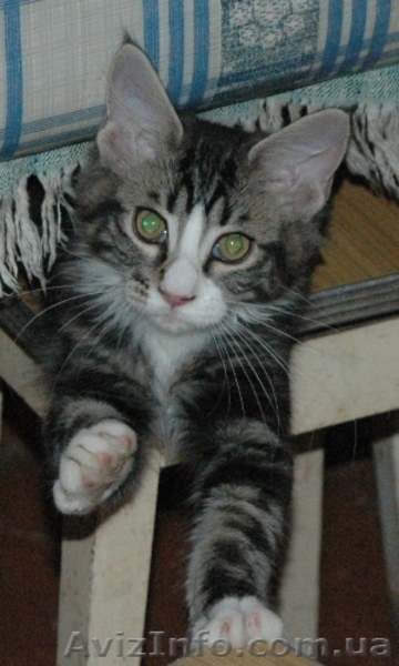 Мейн кун котята - <ro>Изображение</ro><ru>Изображение</ru> #1, <ru>Объявление</ru> #98086