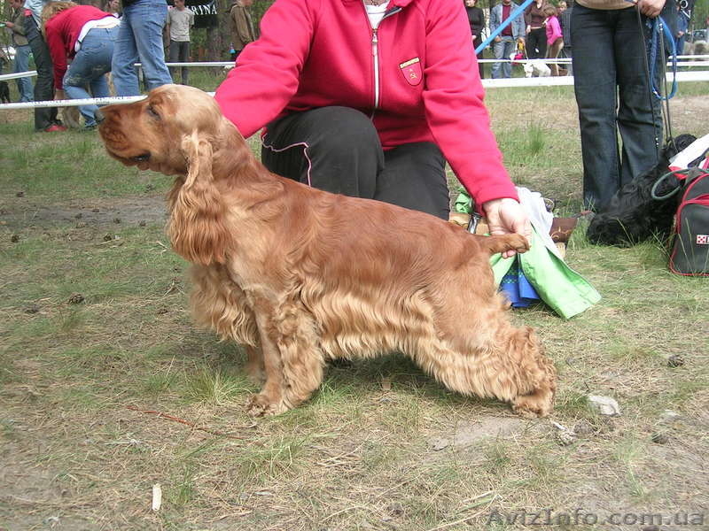 Перспективный  Англ.кокер спаниель приглашает невест на вязку! - <ro>Изображение</ro><ru>Изображение</ru> #2, <ru>Объявление</ru> #84826
