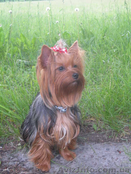 Предлагаем щенка йоркширского терьера девочку  - <ro>Изображение</ro><ru>Изображение</ru> #5, <ru>Объявление</ru> #88003