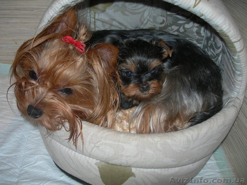 Предлагаем щенка йоркширского терьера девочку  - <ro>Изображение</ro><ru>Изображение</ru> #4, <ru>Объявление</ru> #88003
