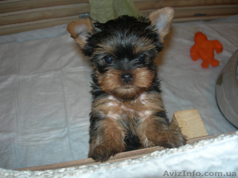 Предлагаем щенка йоркширского терьера девочку  - <ro>Изображение</ro><ru>Изображение</ru> #2, <ru>Объявление</ru> #88003