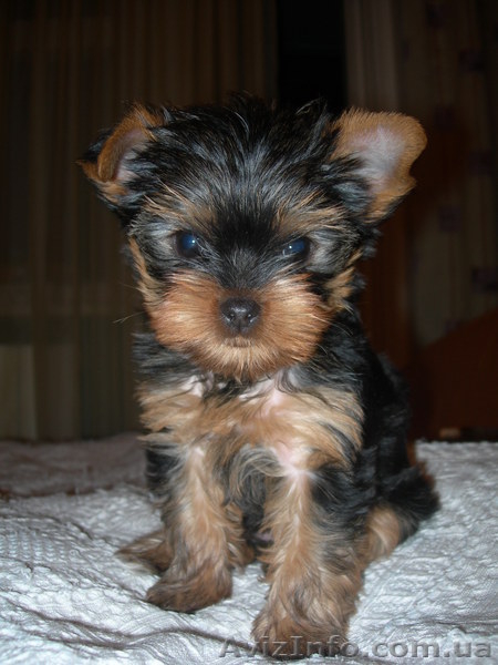 Предлагаем щенка йоркширского терьера девочку  - <ro>Изображение</ro><ru>Изображение</ru> #3, <ru>Объявление</ru> #88003