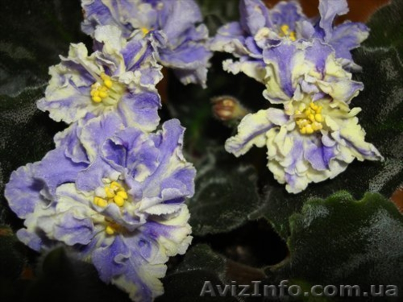 Продам сортовые сенполии - <ro>Изображение</ro><ru>Изображение</ru> #4, <ru>Объявление</ru> #100408