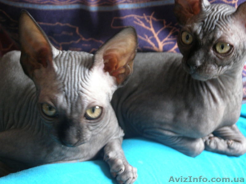 Срочно - <ro>Изображение</ro><ru>Изображение</ru> #5, <ru>Объявление</ru> #92586