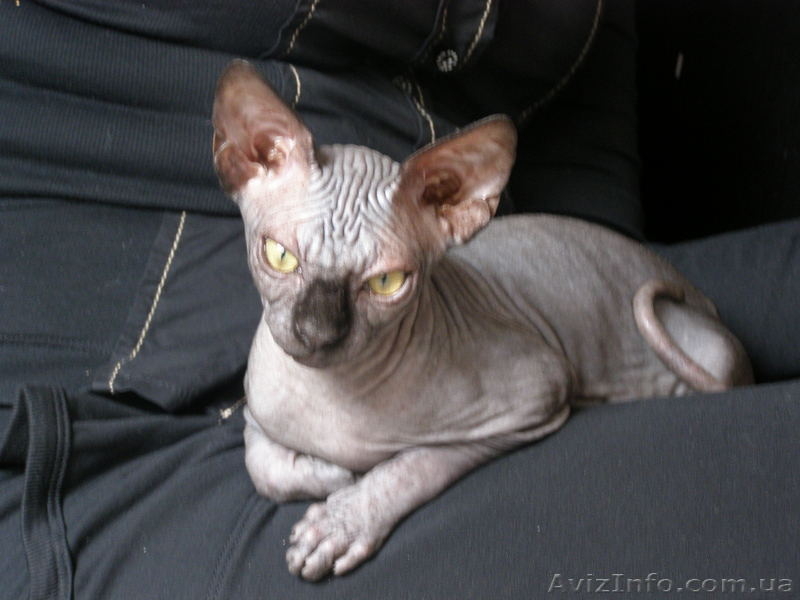 Сфинксики - <ro>Изображение</ro><ru>Изображение</ru> #2, <ru>Объявление</ru> #92582