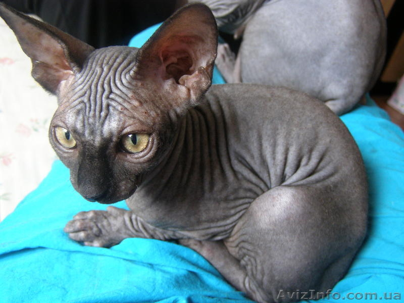 Сфинксики - <ro>Изображение</ro><ru>Изображение</ru> #3, <ru>Объявление</ru> #92582