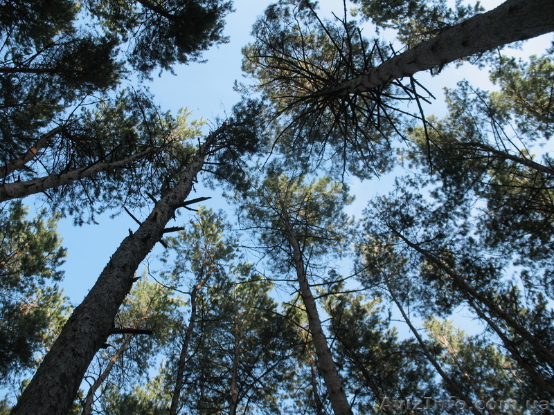 Киев.участок,под котеджную застройку. - <ro>Изображение</ro><ru>Изображение</ru> #1, <ru>Объявление</ru> #101316