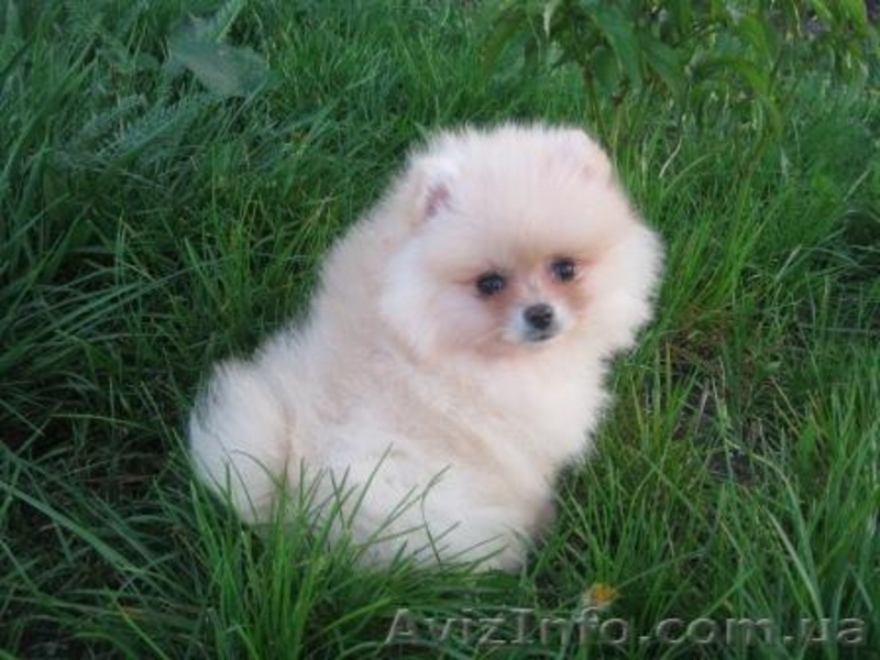 Померанский Шпиц,         - <ro>Изображение</ro><ru>Изображение</ru> #3, <ru>Объявление</ru> #91754