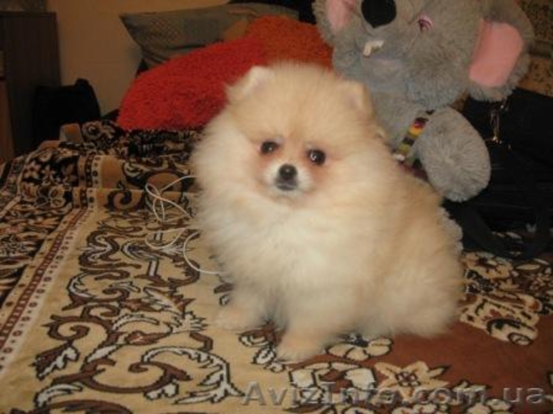 Померанский Шпиц,         - <ro>Изображение</ro><ru>Изображение</ru> #4, <ru>Объявление</ru> #91754