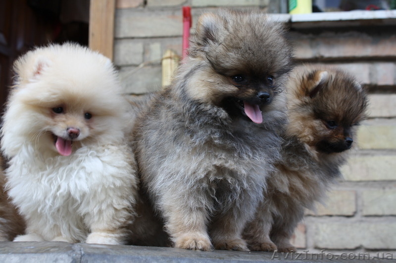 Питомник «Красный гранат» - <ro>Изображение</ro><ru>Изображение</ru> #5, <ru>Объявление</ru> #90641