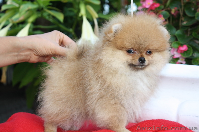 Питомник «Красный гранат» - <ro>Изображение</ro><ru>Изображение</ru> #2, <ru>Объявление</ru> #90641